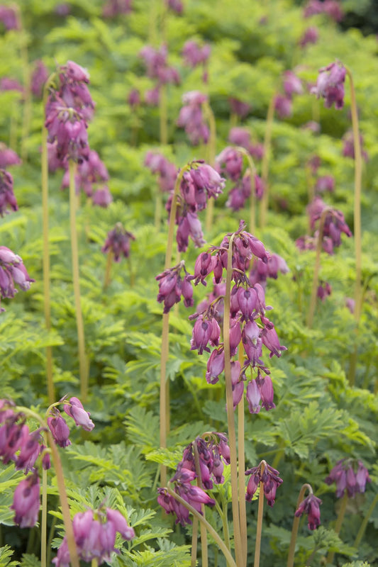 LUXURIANT FRINGED BLEEDING HEART 1gal