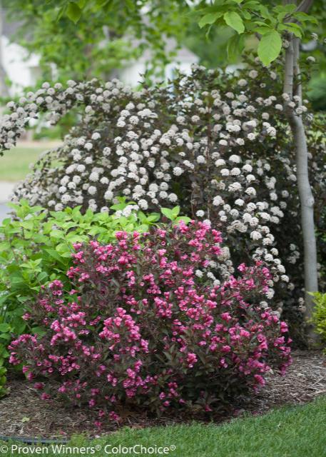 WINE & ROSES WEIGELA 2gal