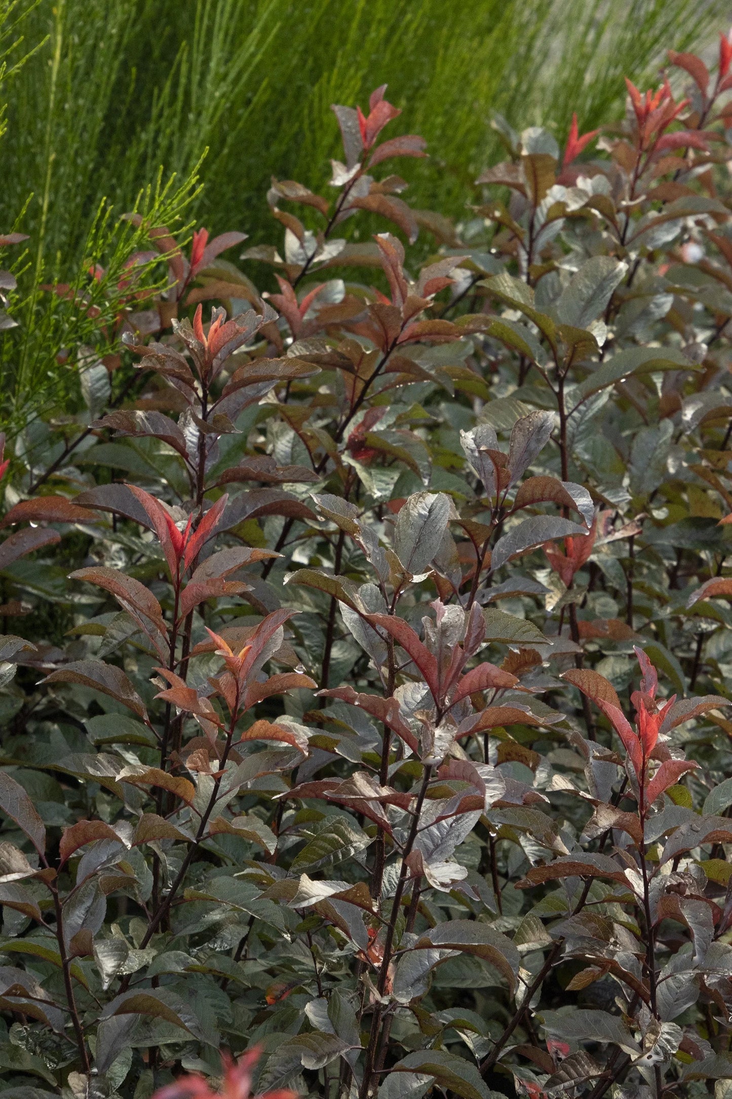 DARKSTAR PURPLE LEAF SAND CHERRY 2gal