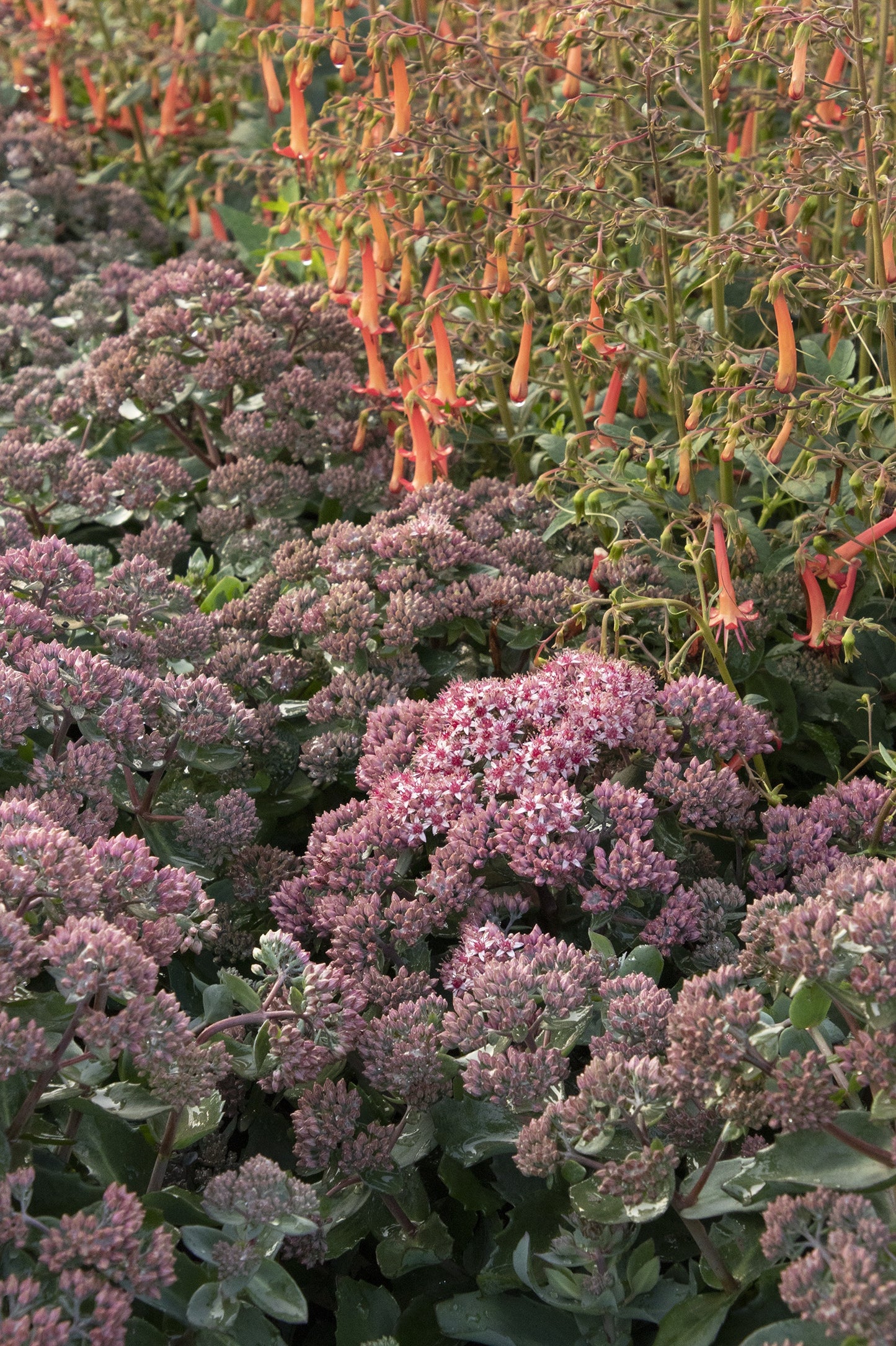 EMERALD ICE SEDUM 1gal