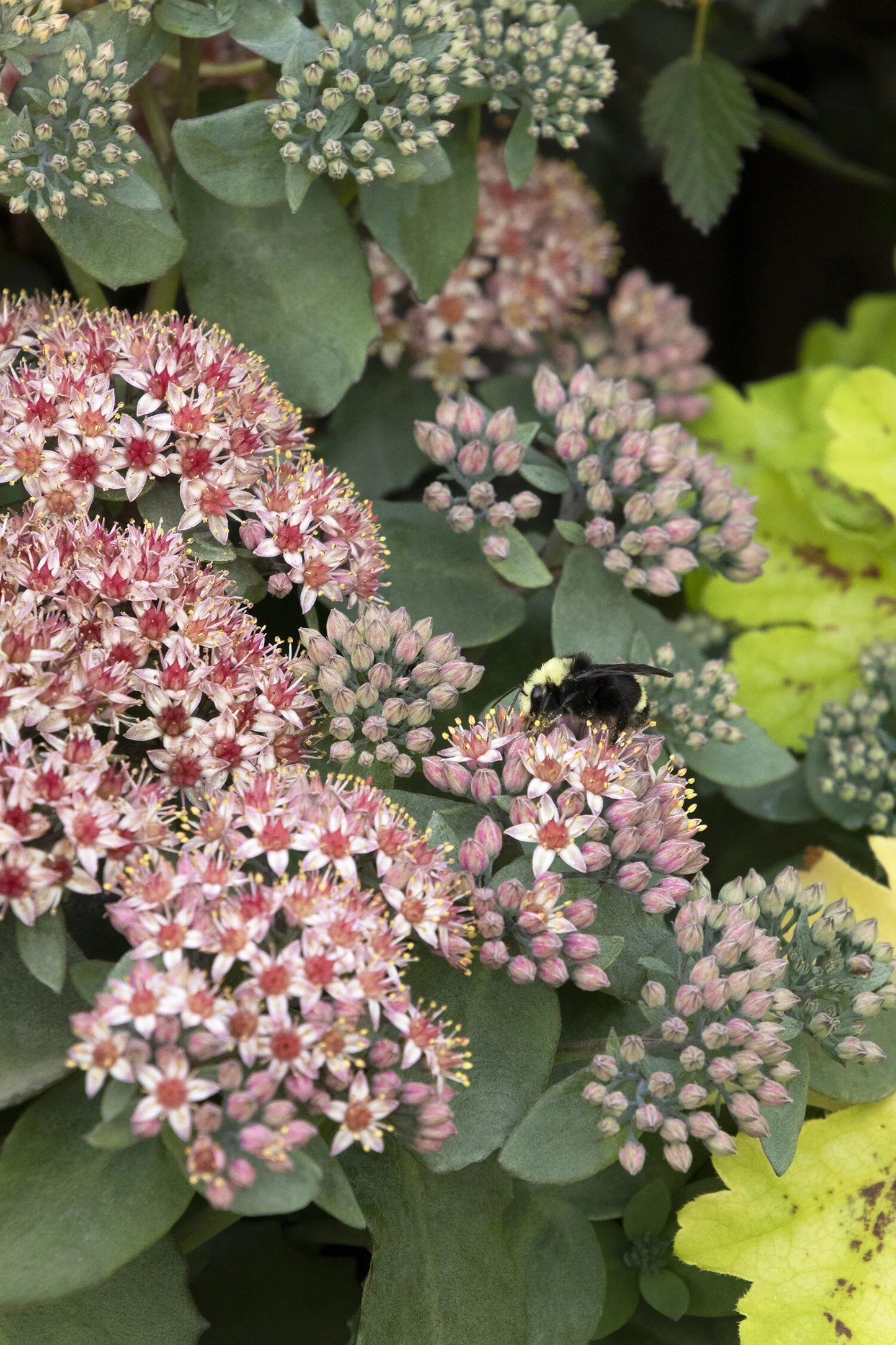 EMERALD ICE SEDUM 1gal
