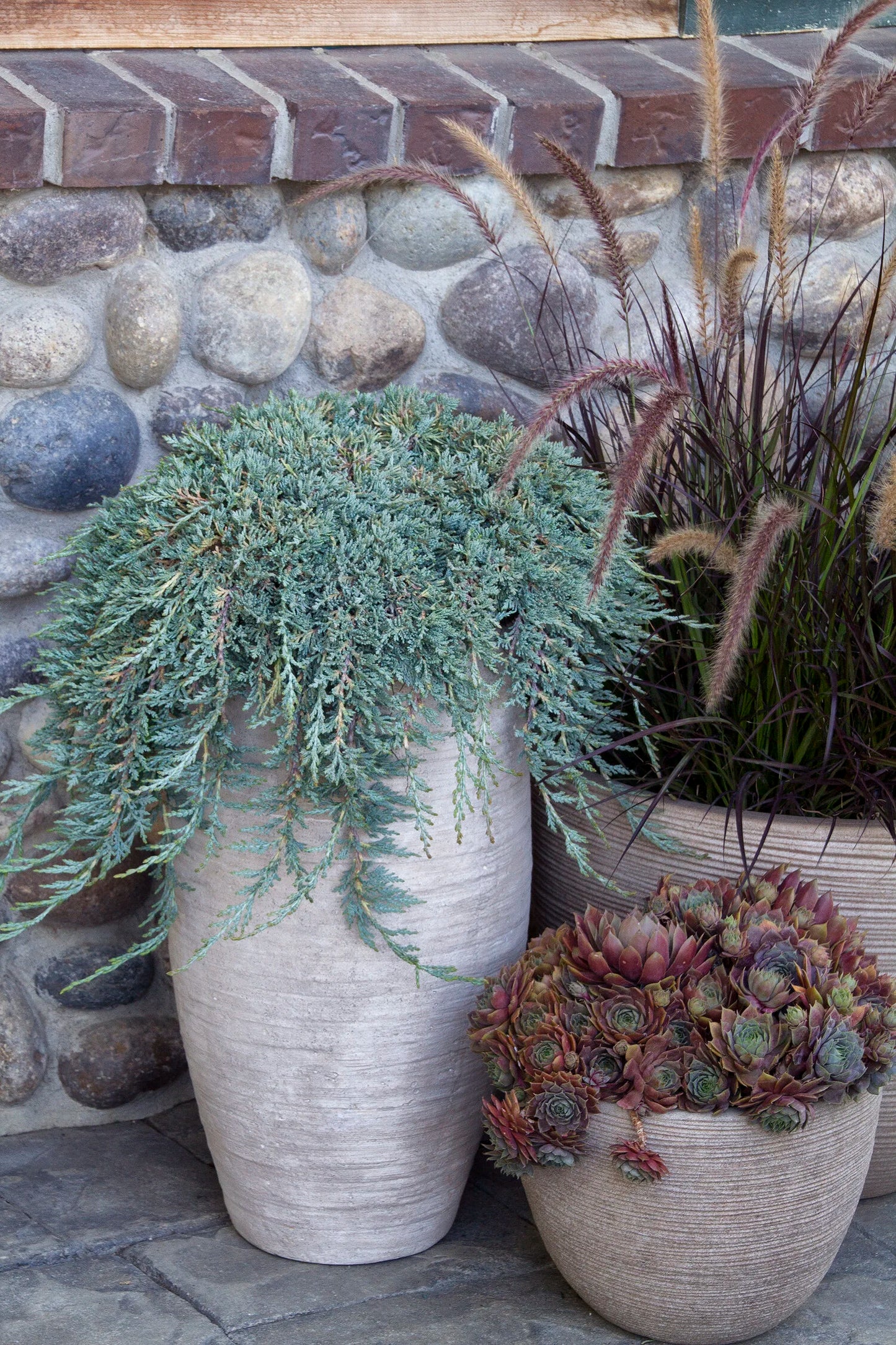 ICEE BLUE JUNIPER 2gal