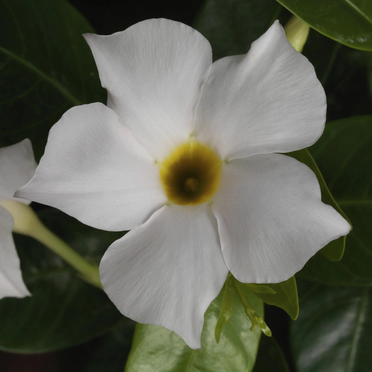 MADINIA WHITE MANDEVILLA LITTLE ONE