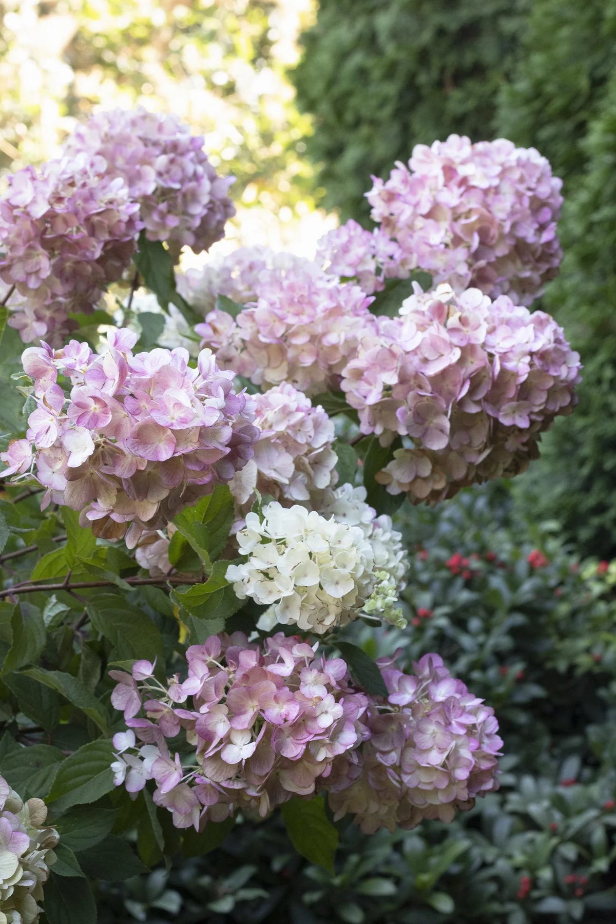 STRAWBERRY SUNDAE HYDRANGEA 2gal