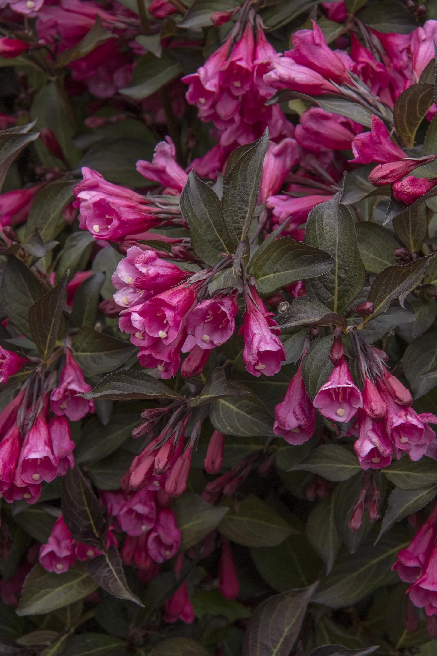 WINE & ROSES WEIGELA 2gal