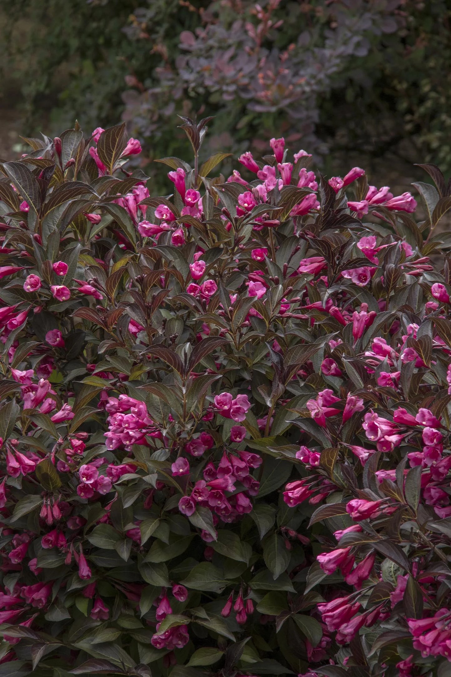 WINE & ROSES WEIGELA 2gal