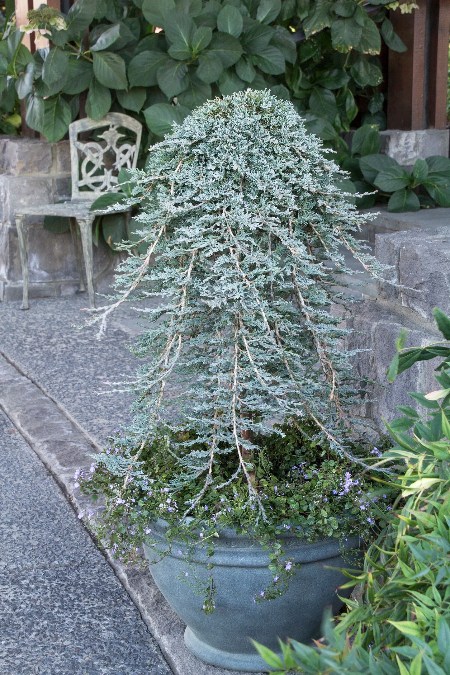 ICEE BLUE JUNIPER 2gal
