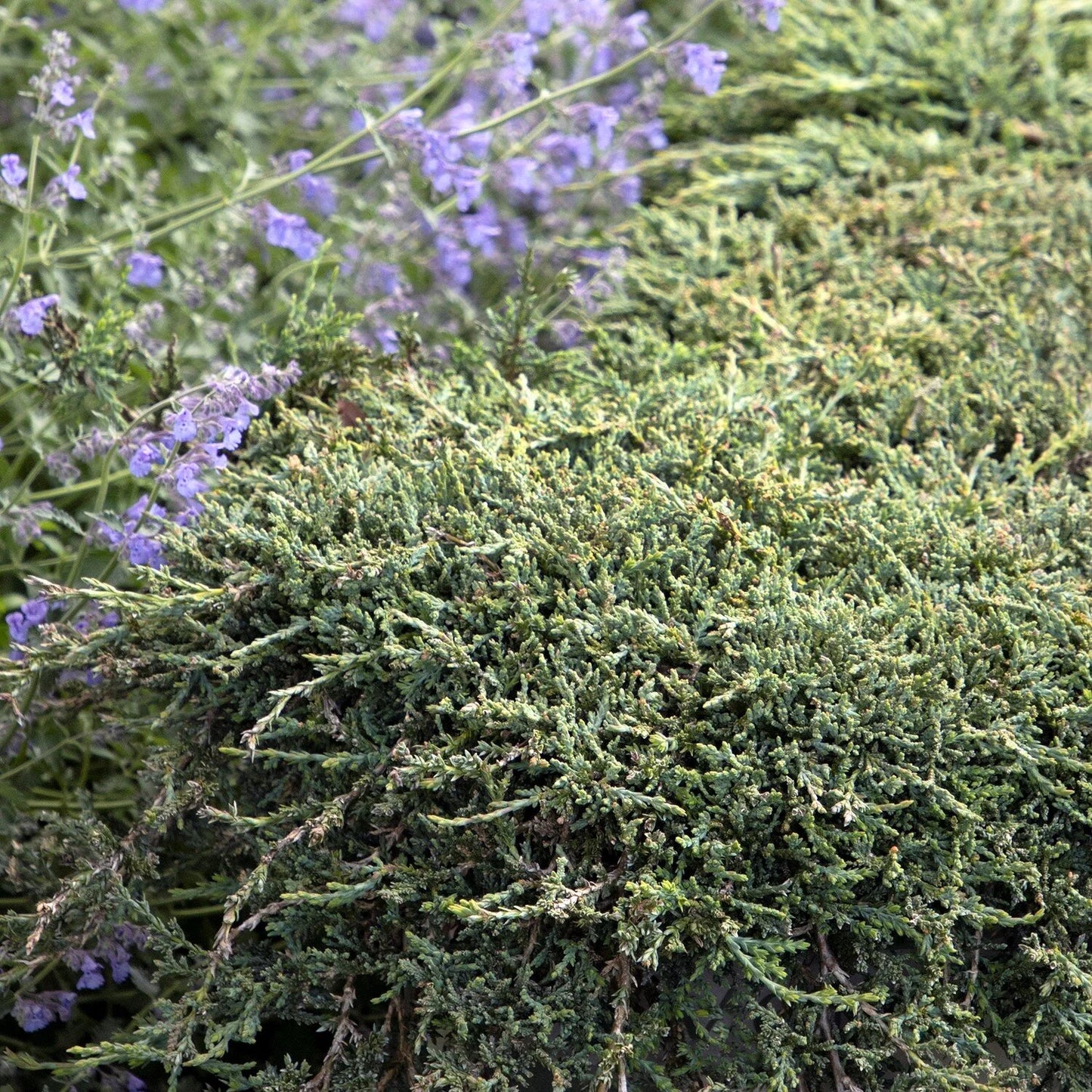 ICEE BLUE JUNIPER 2gal