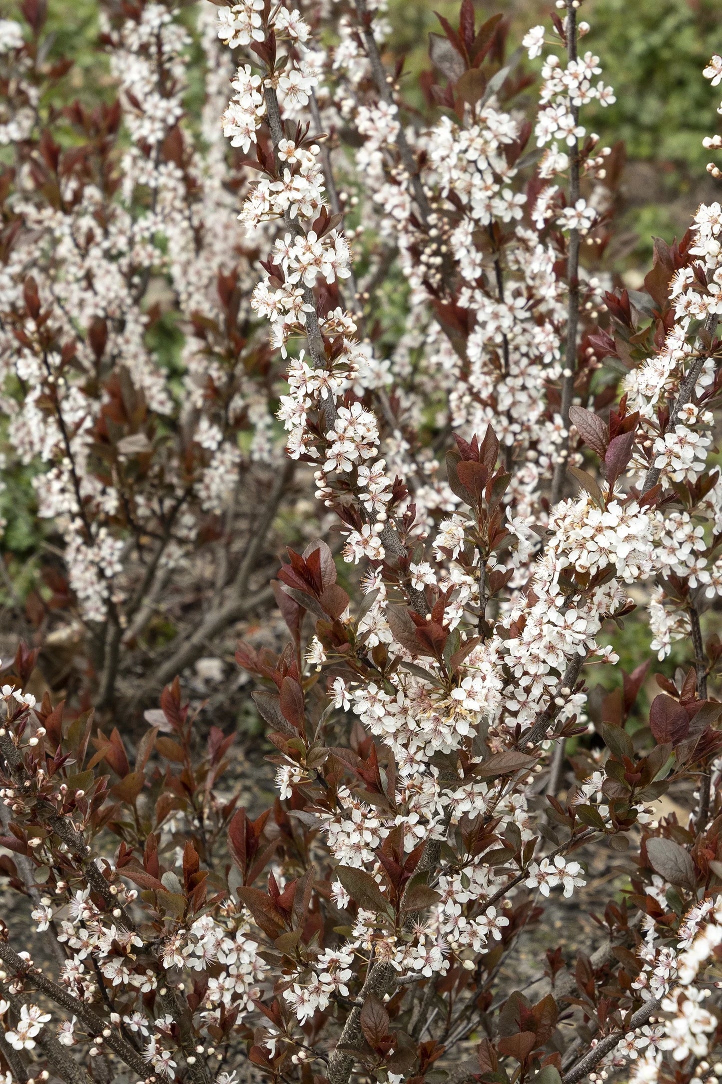 DARKSTAR PURPLE LEAF SAND CHERRY 2gal