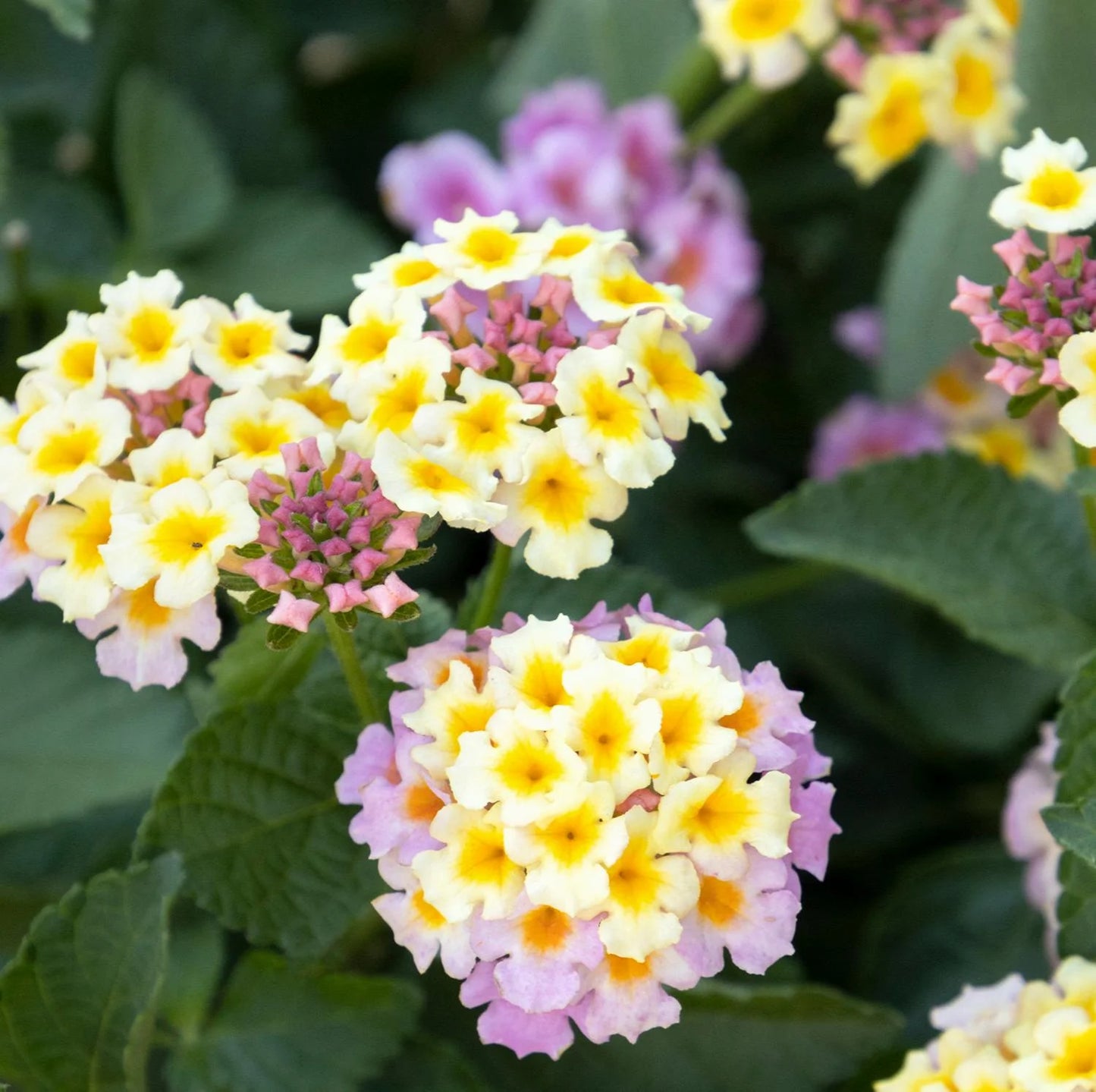 MARY ANN LANTANA 1gal