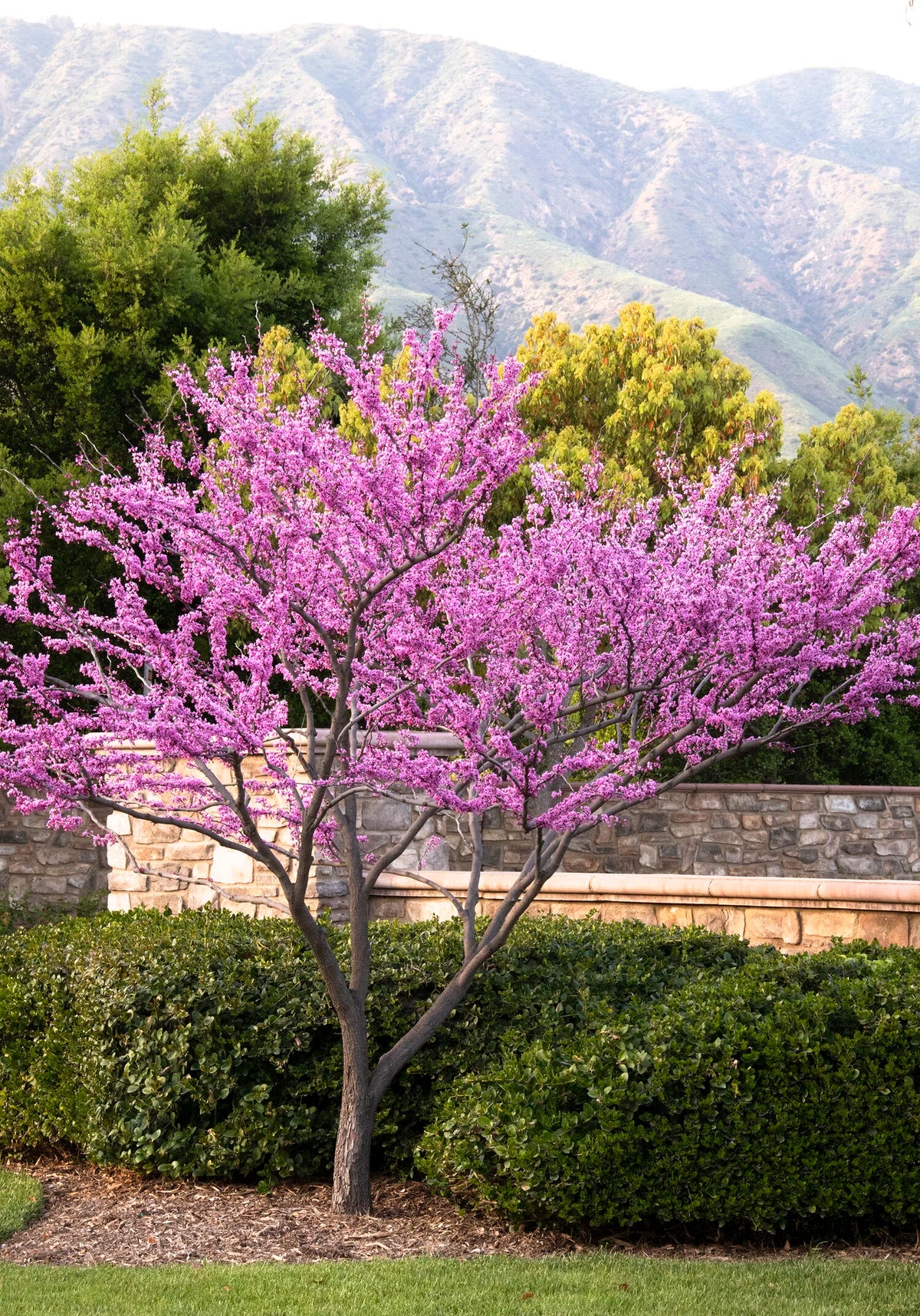 FOREST PANSY REDBUD TREE 5gal
