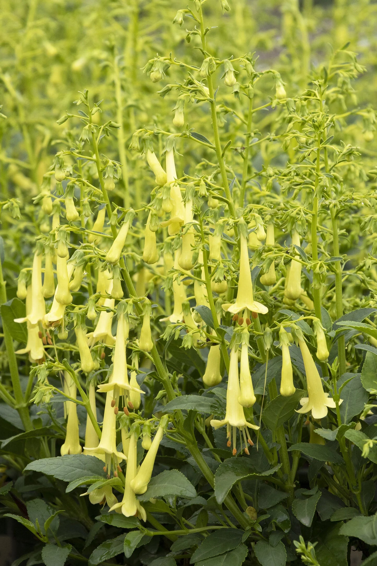 COLORBURST YELLOW CAPE FUCHSIA 1gal
