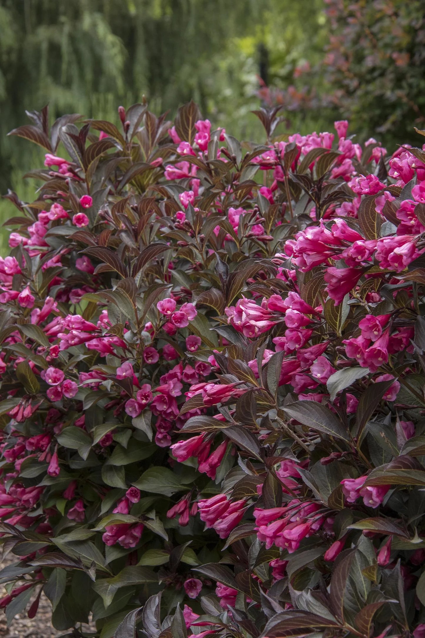 WINE & ROSES WEIGELA 2gal