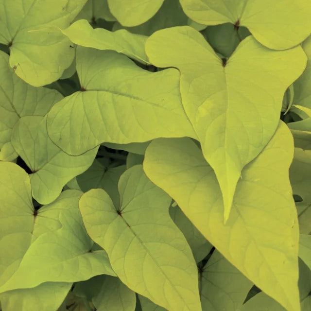 SWEET POTATO VINE 4in