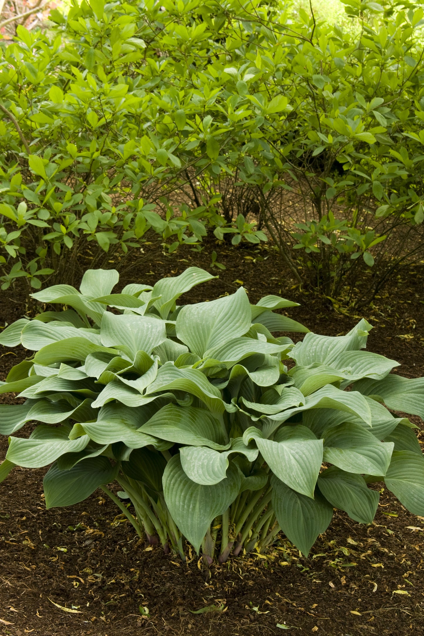 KROSSA REGAL HOSTA 1gal