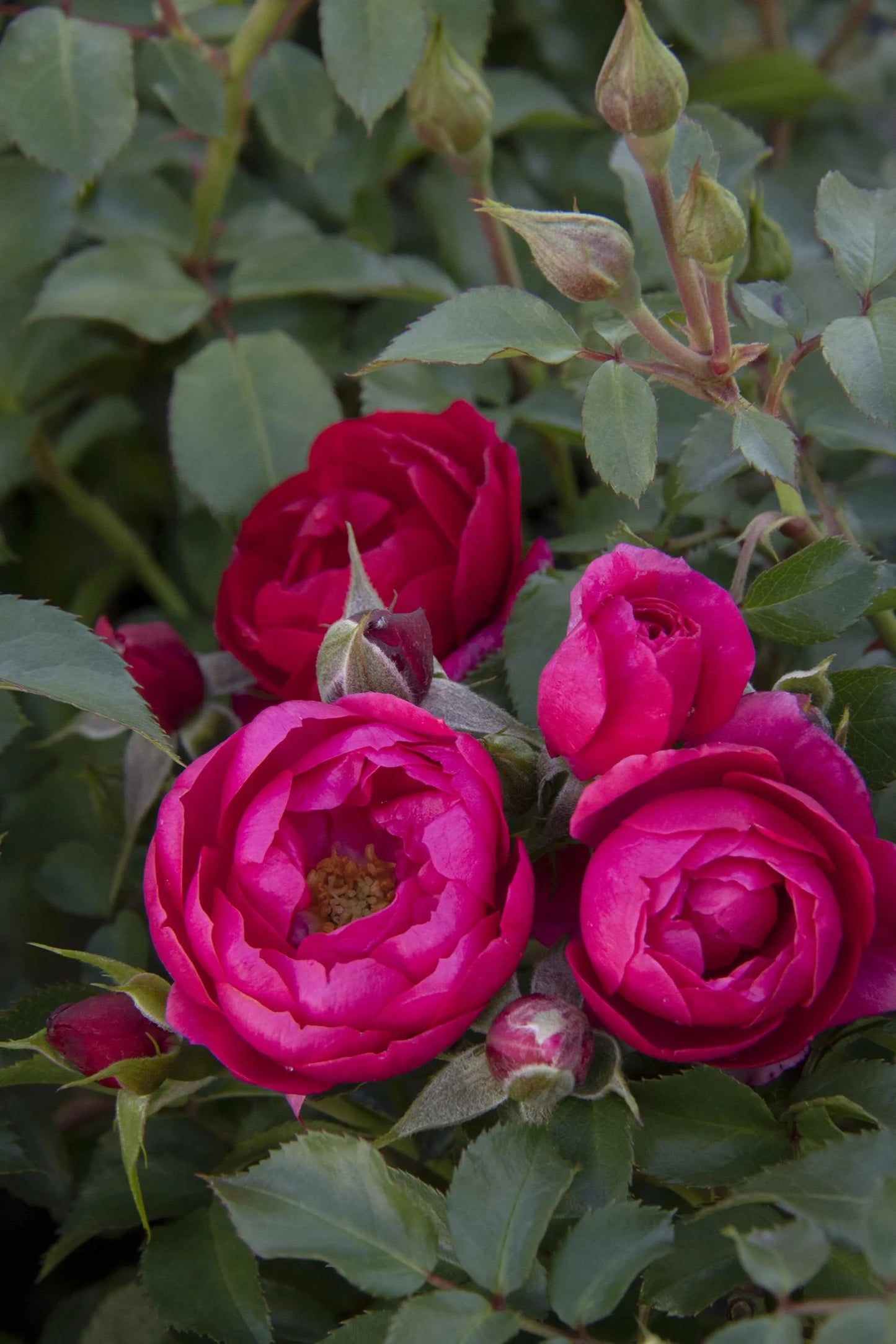 NITTY GRITTY PINK ROSE 2gal