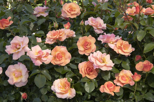 NITTY GRITTY PEACH ROSE 5gal