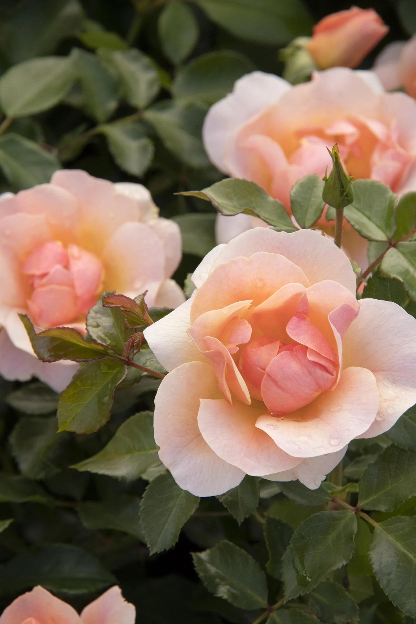 NITTY GRITTY PEACH ROSE PATIO TREE 5gal