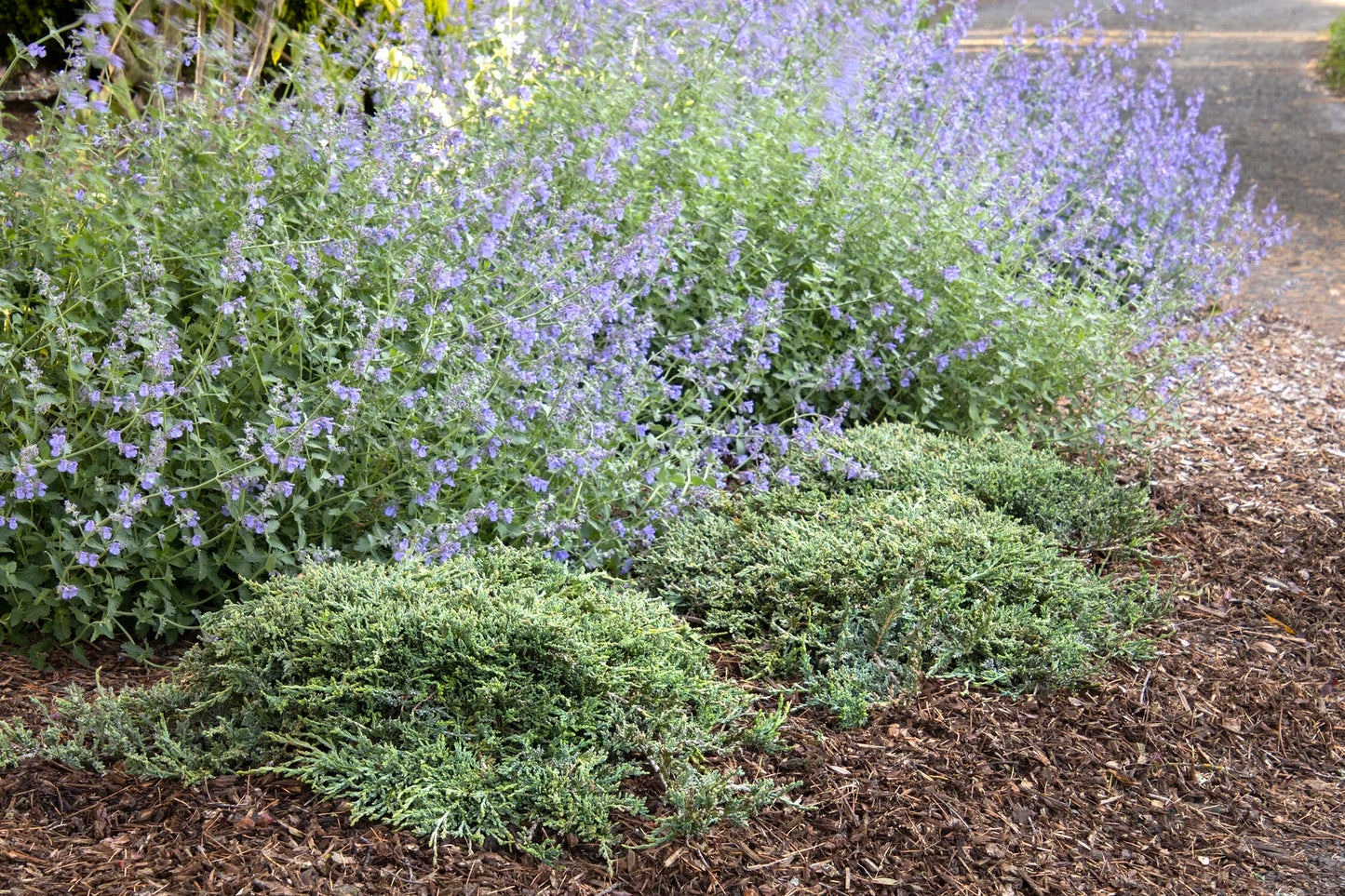 ICEE BLUE JUNIPER 2gal