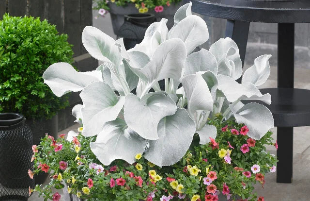 ANGEL WINGS SENECIO 1 gal