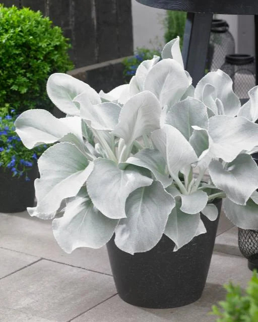 ANGEL WINGS SENECIO 1 gal