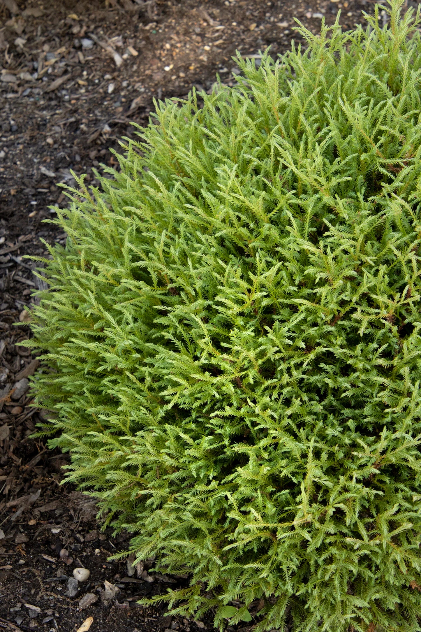 MR. BOWLING BALL THUJA 2gal