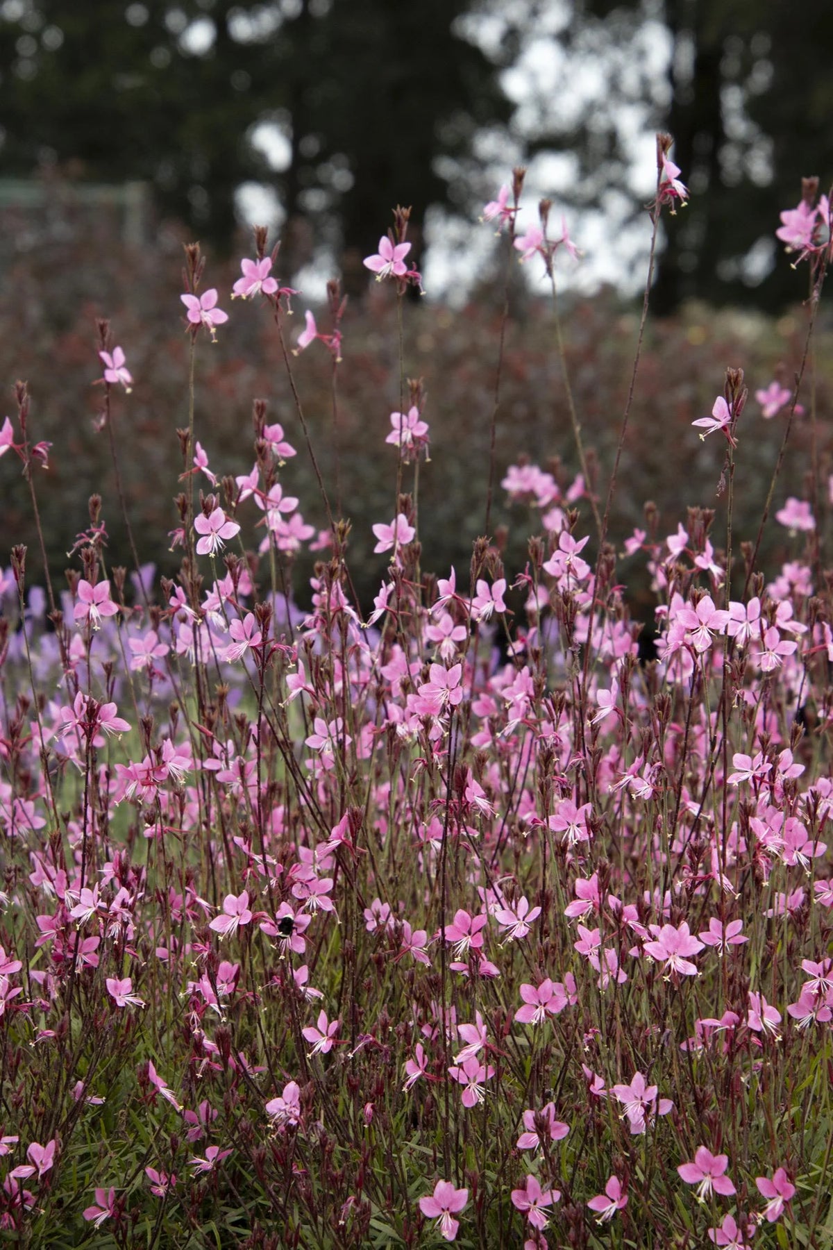 STEFFI DARK ROSE GAURA 1gal