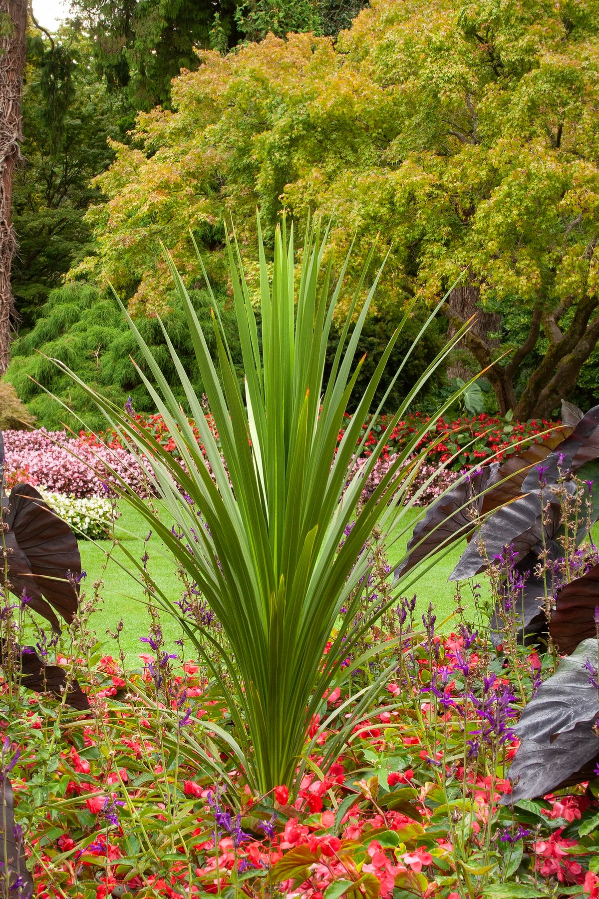 BLUE DRACAENA PALM 1gal