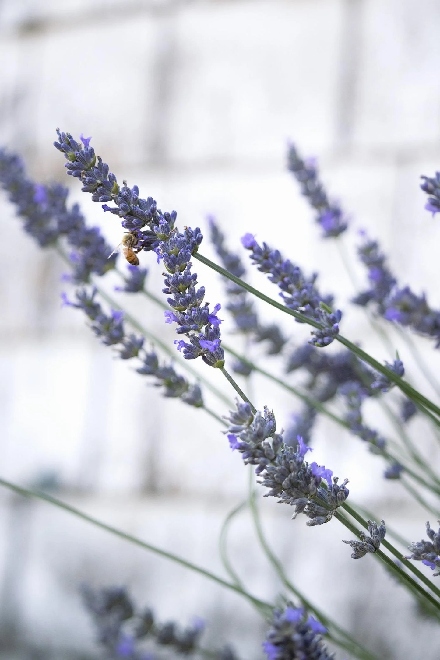 PHENOMENAL LAVENDER 1gal