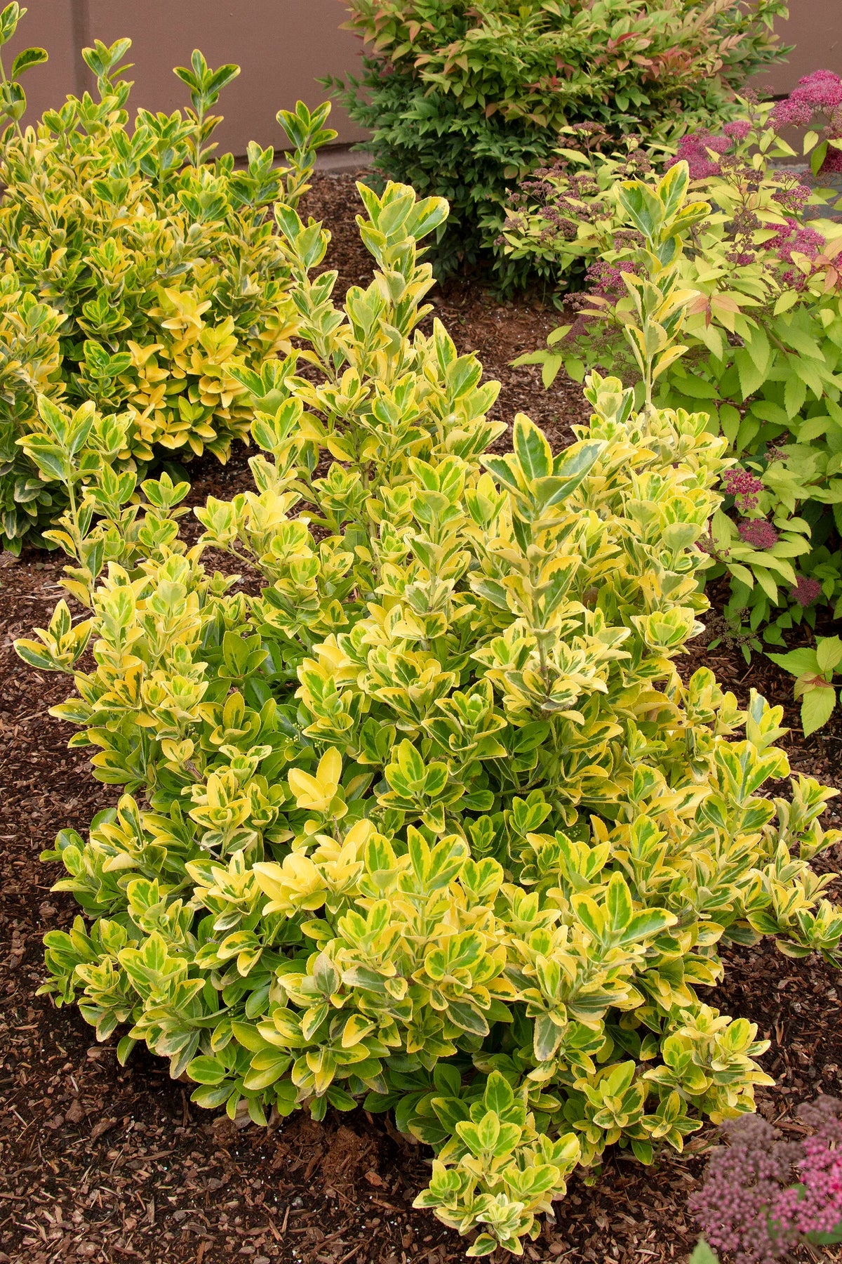 GOLDEN EUONYMUS 3gal
