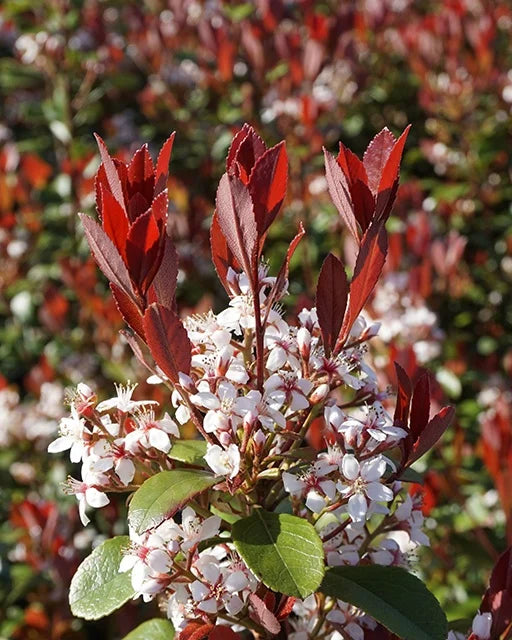 REDBIRD HAWTHORN 5GAL