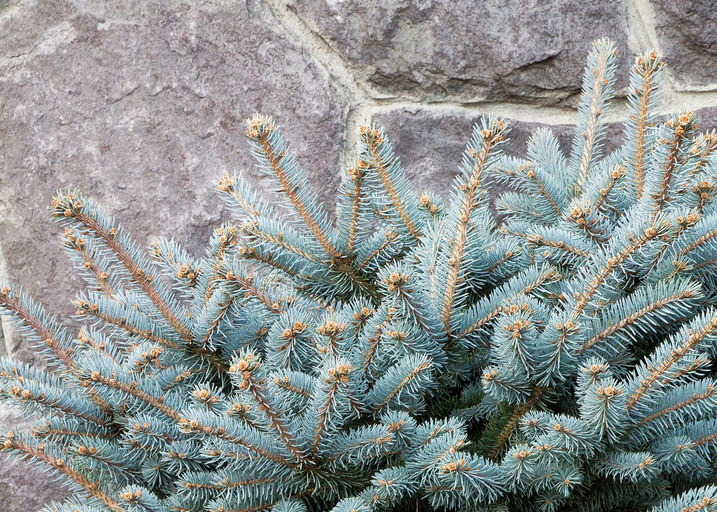 GLOBE BLUE SPRUCE 2gal