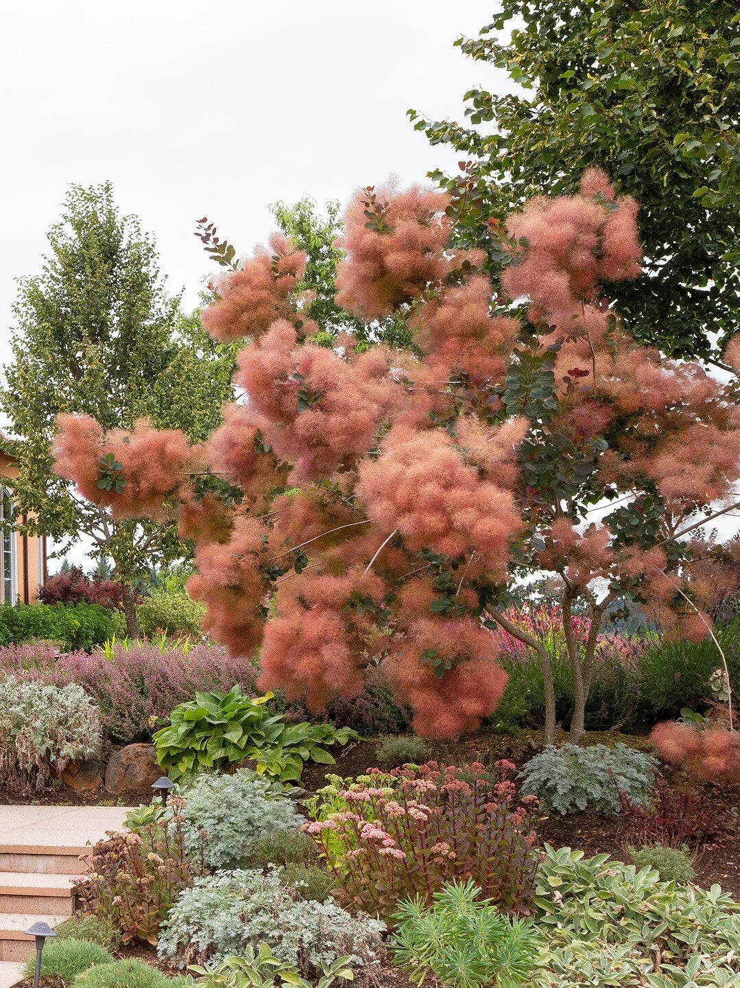 GRACE SMOKETREE 2gal