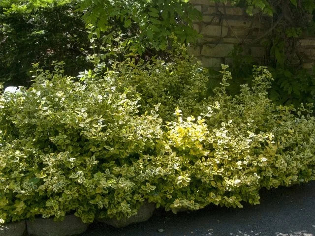 CANADALE GOLD WINTERCREEPER EUONYMUS 5gal
