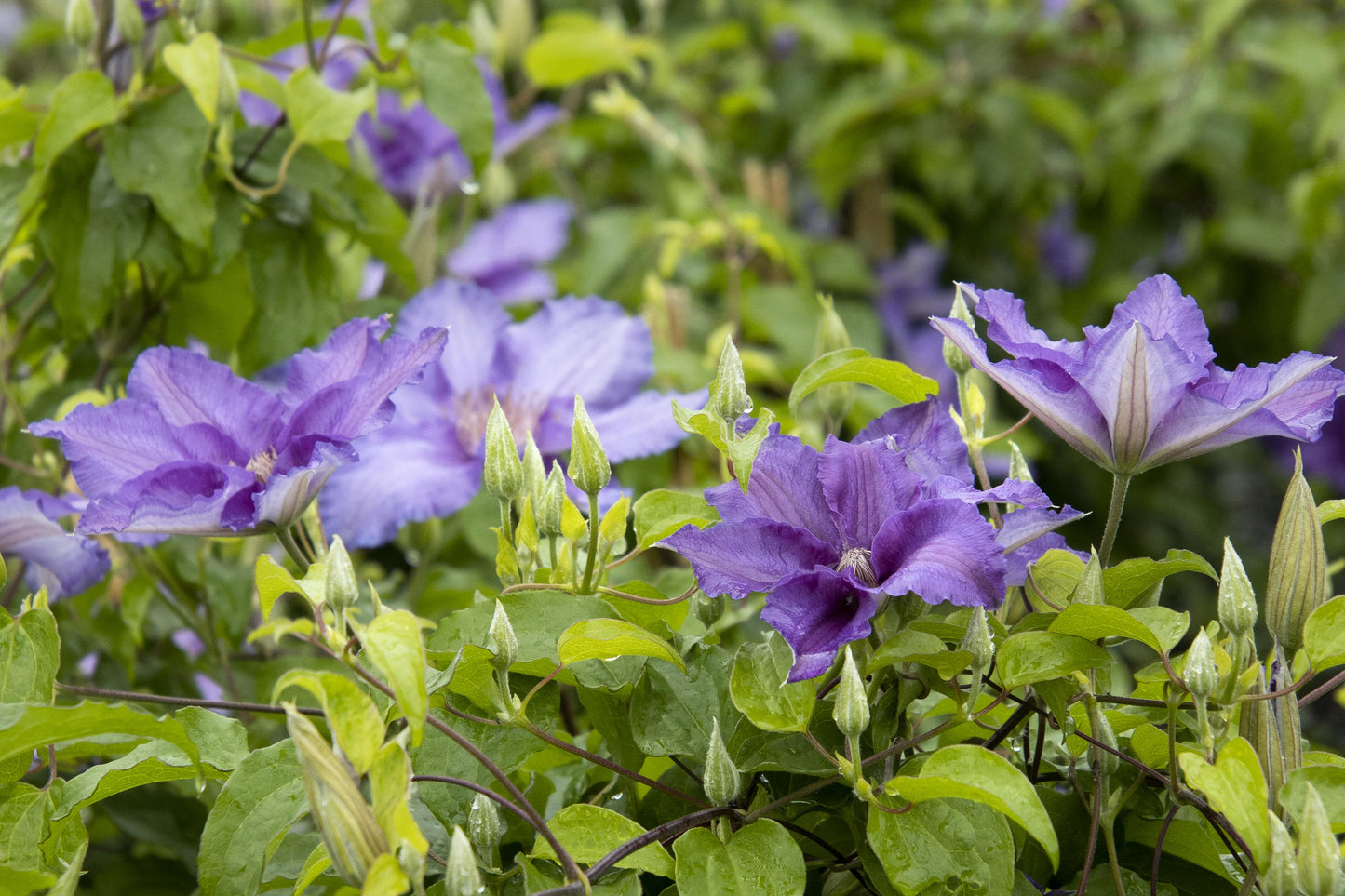 BOULVARD SACHA CLEMATIS 2gal