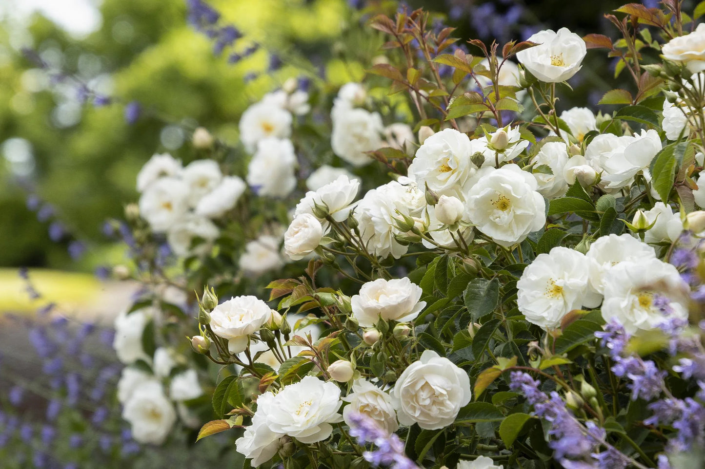 NITTY GRITTY WHITE ROSE 2gal