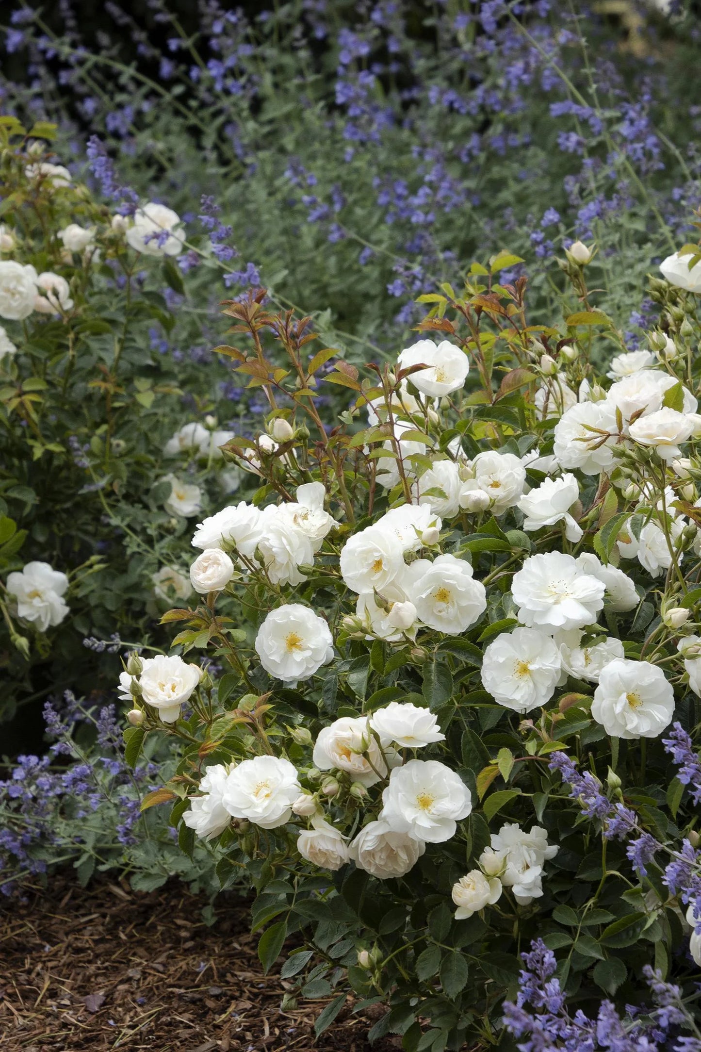 NITTY GRITTY WHITE ROSE 2gal