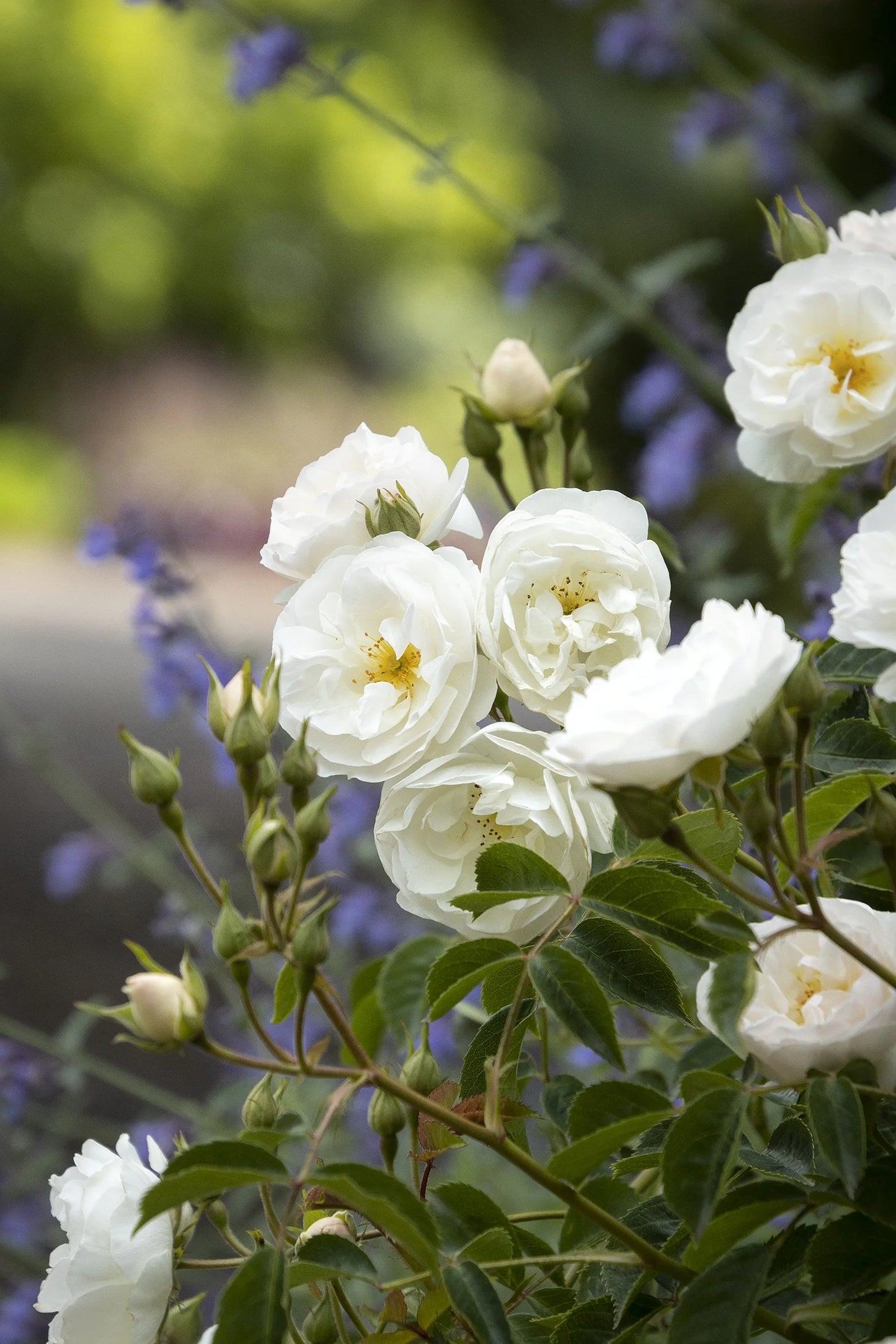 NITTY GRITTY WHITE ROSE 2gal
