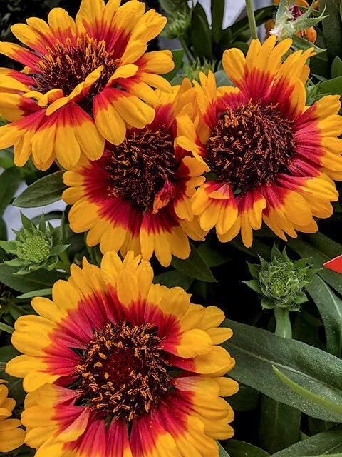SPINTOP RED STARBURST GAILLARDIA 1gal