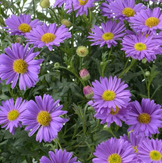 PURPLE RIVER DAISY 1gal