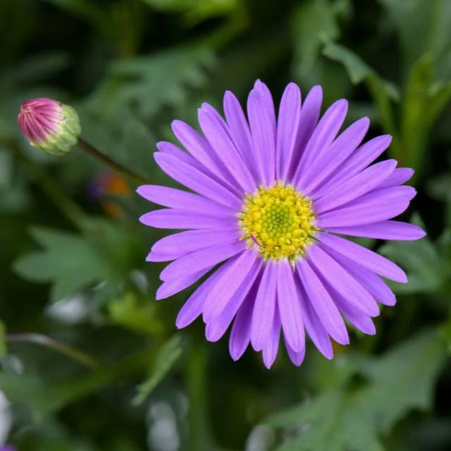 PURPLE RIVER DAISY 1gal