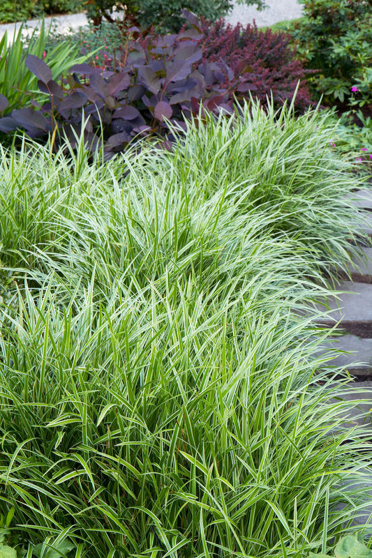 ICE DANCE JAPANESE SEDGE 1gal