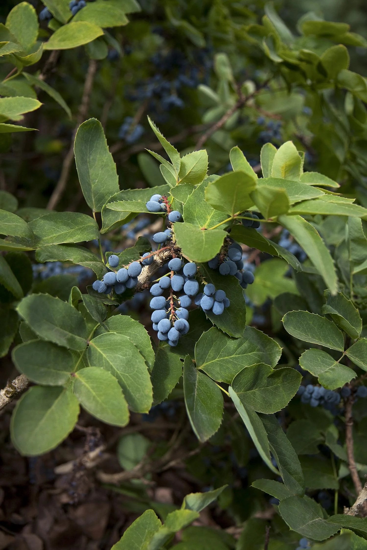 Watters Garden Center Creeping Darkstar Mahonia - Thumbnail 2