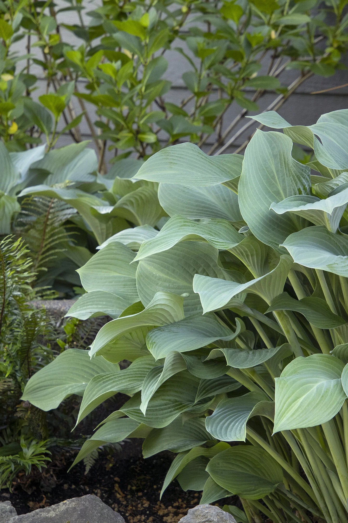 KROSSA REGAL HOSTA 1gal