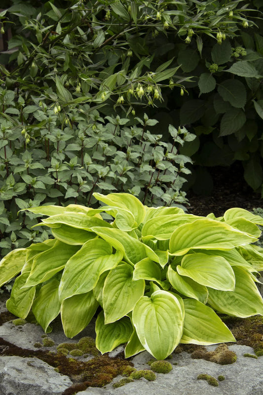 FRAGRANT BOQUET HOSTA 1gal