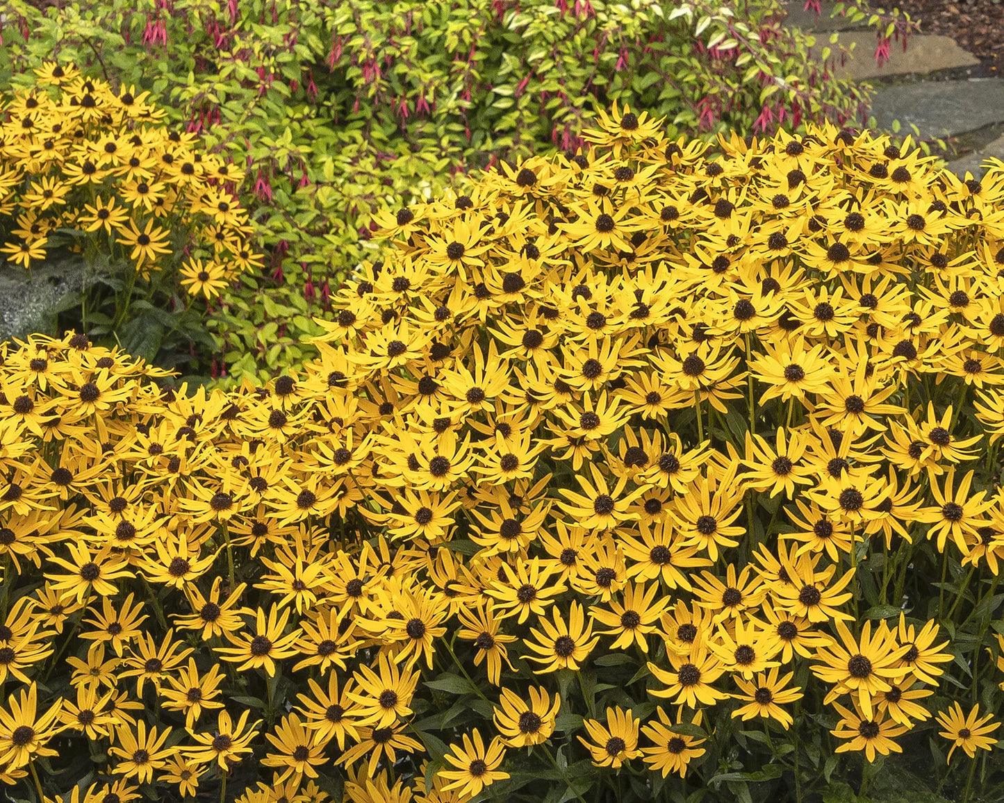 LITTLE GOLDSTAR RUDBECKIA 1gal