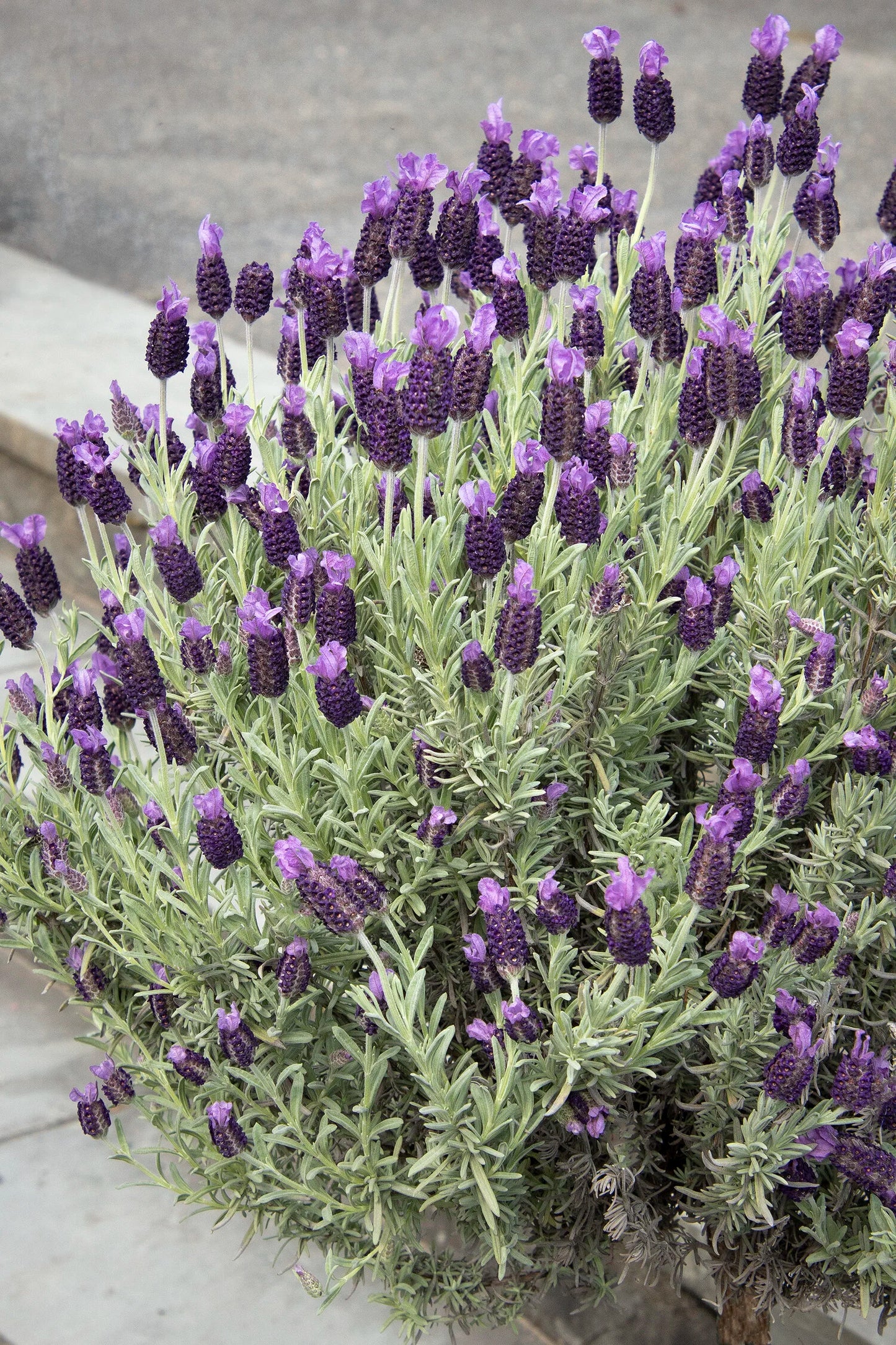 ANOUK PURPLE MEDLEY LAVENDER 1gal