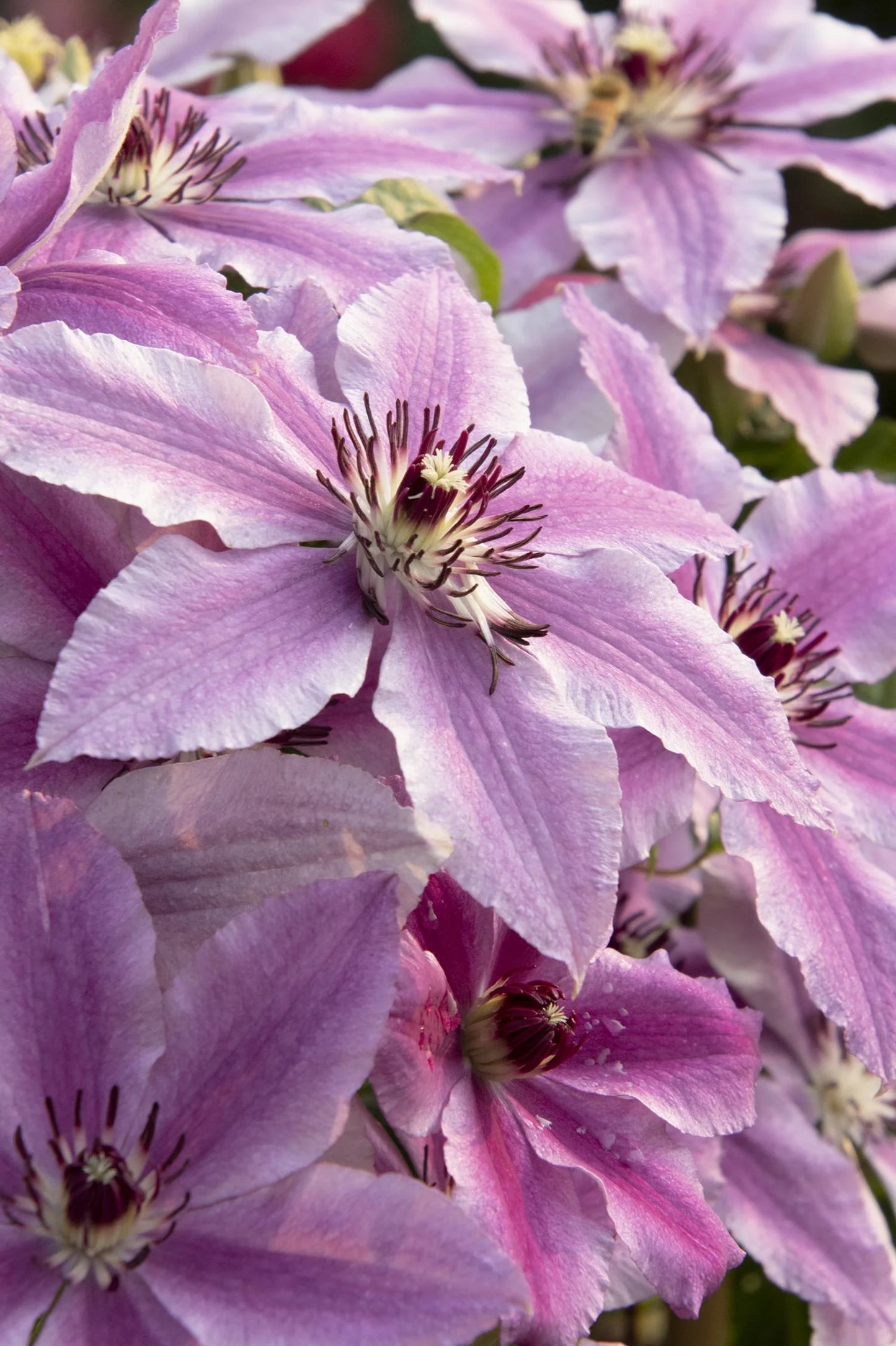 BOULEVARD CHEROKEE CLEMATIS 2gal