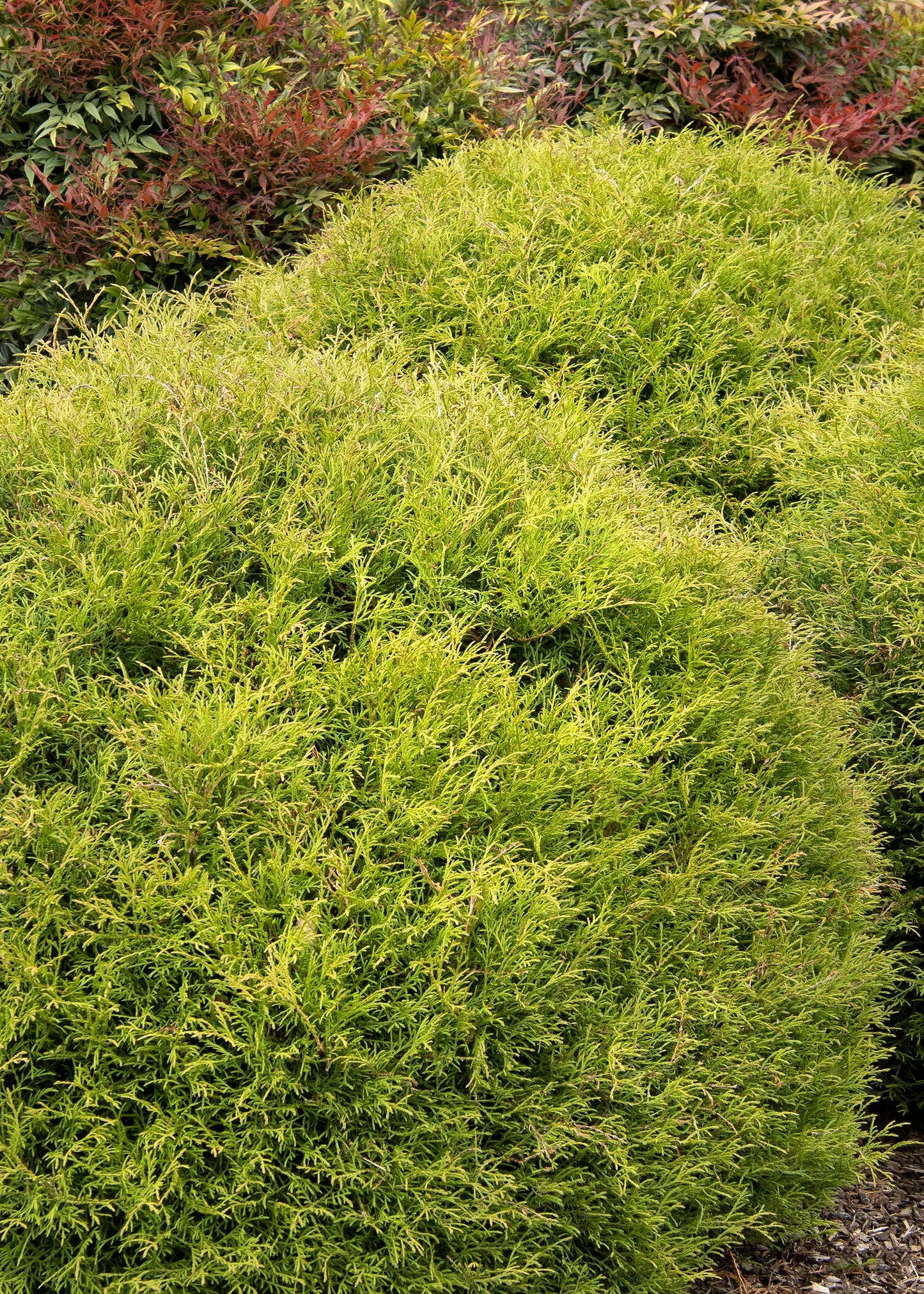 MR. BOWLING BALL THUJA 2gal