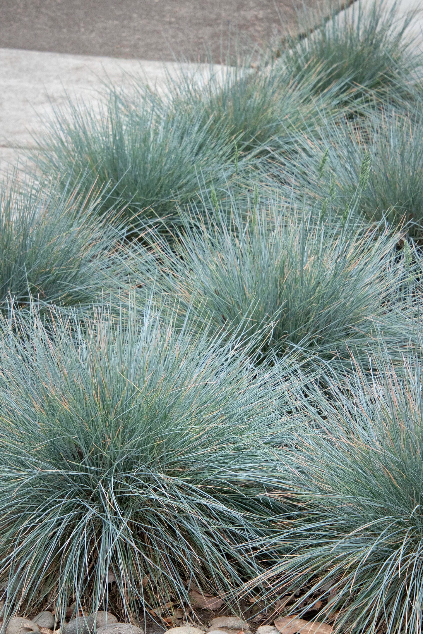 ELIJAH BLUE FESCUE GRASS 1gal